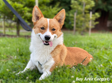 Bay Area Corgis